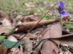 Viola inconspicua