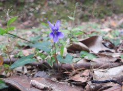 Viola inconspicua