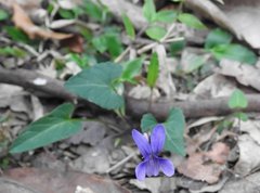 Viola inconspicua