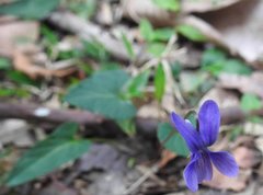 Viola inconspicua