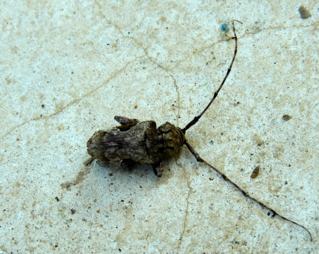 Lagocheirus procerus