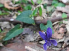 Viola inconspicua