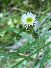 Erigeron lonchophyllus