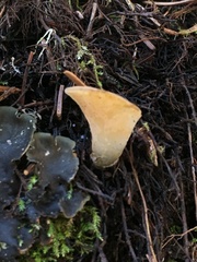 Guepinia