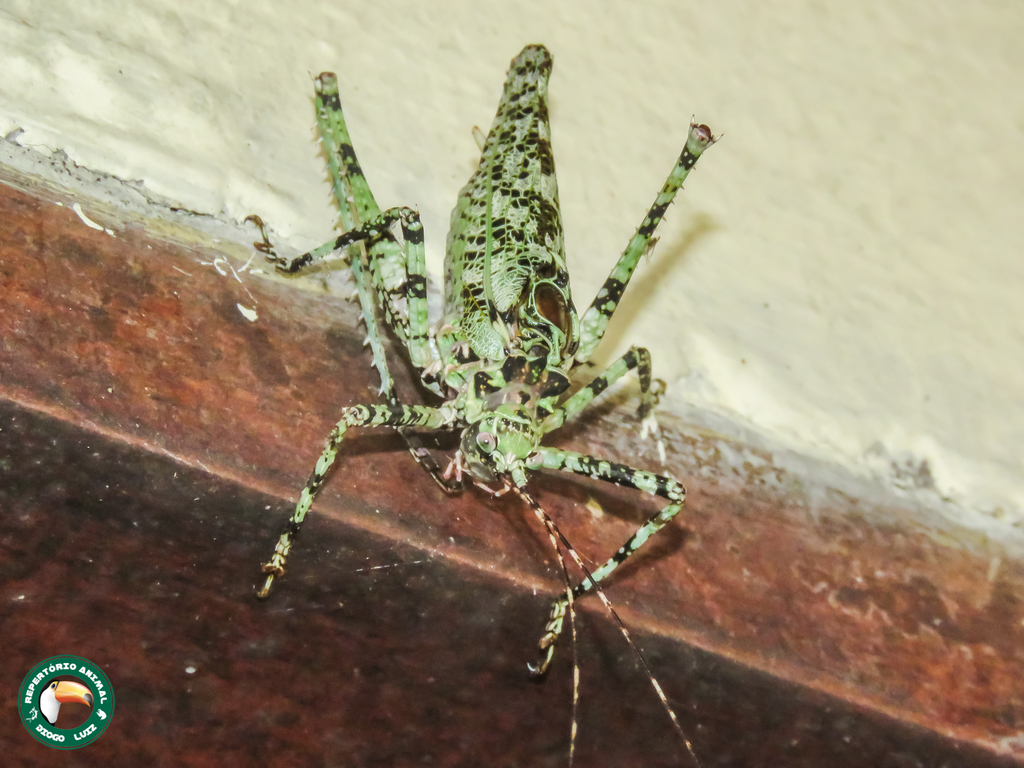 Tetragonomera fluminensis
