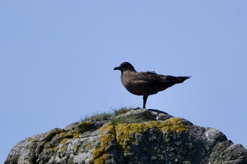 Págalo grande (Stercorarius skua)
