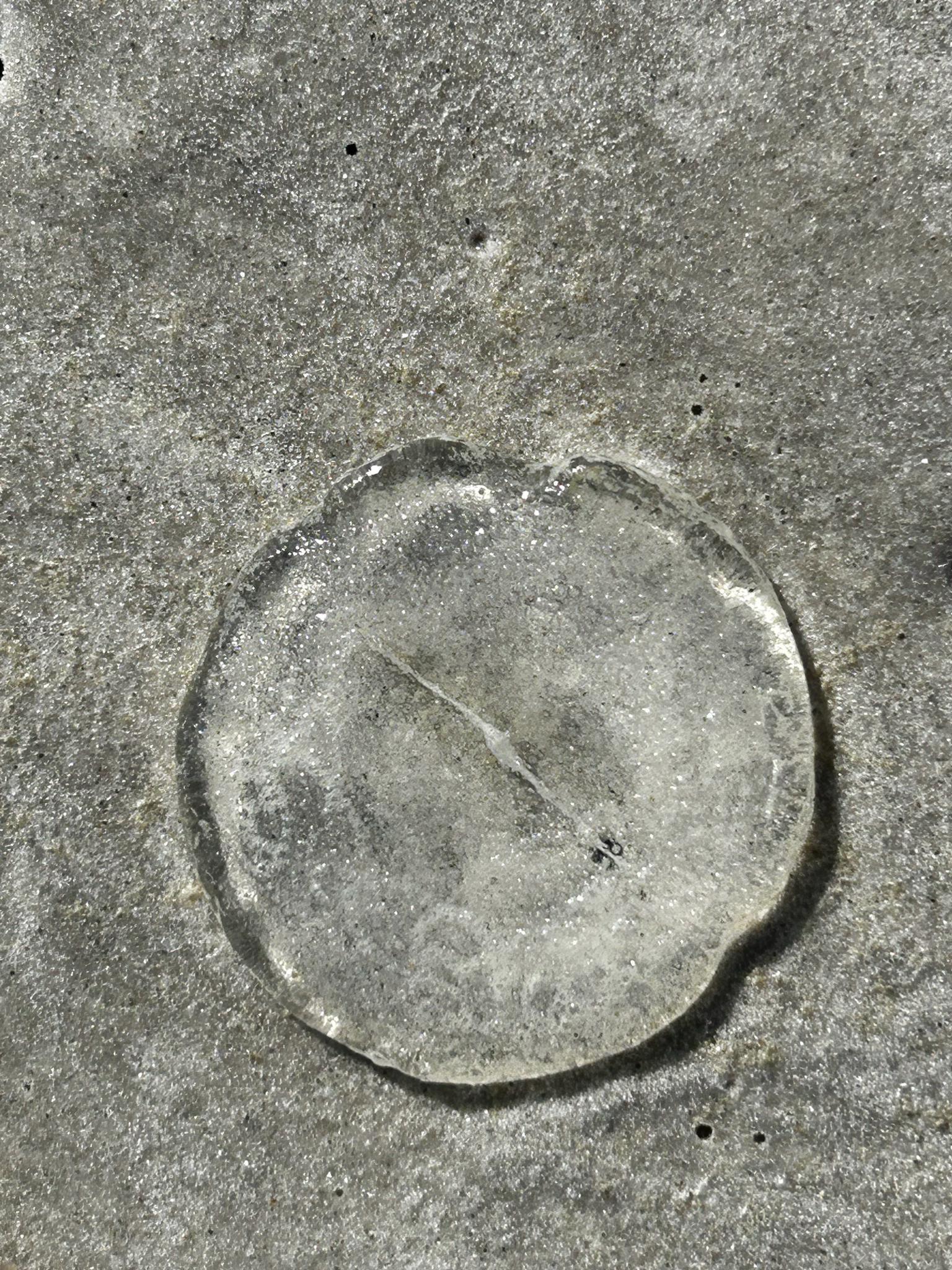 Rhacostoma atlanticum L.Agassiz, 1851
