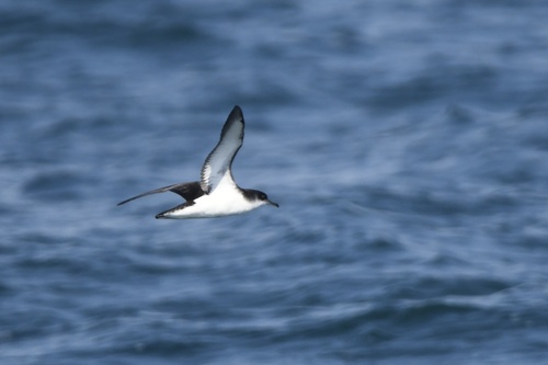 Pardela pichoneta (Puffinus puffinus)