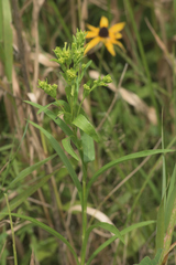 Solidago riddellii