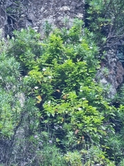 Convolvulus massonii