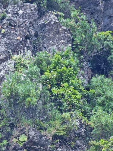 Convolvulus massonii, photograph 2