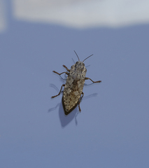 Texania fulleri