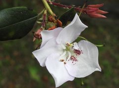Rhododendron hongkongense