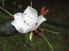 Rhododendron hongkongense