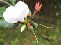 Rhododendron hongkongense