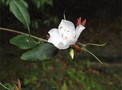 Rhododendron hongkongense
