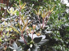 Rhododendron hongkongense