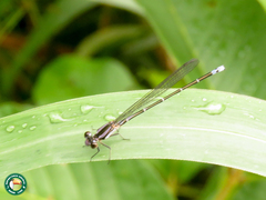Argia modesta