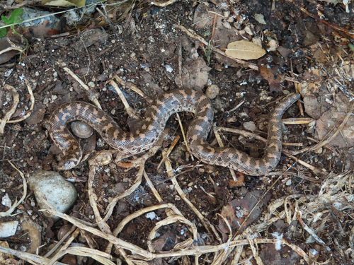 Javelin Sand Boa