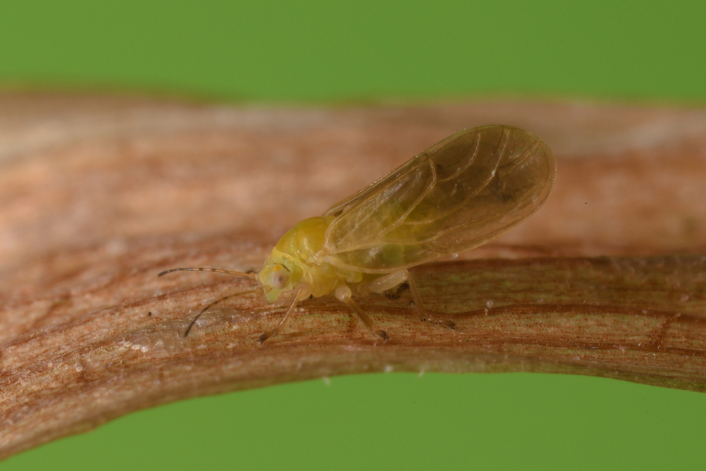 Chamaepsylla hartigii