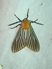 Pseudischnocampa