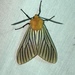Pseudischnocampa ecuadorensis - Photo (c) mwraven, algunos derechos reservados (CC BY-NC)