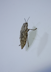 Texania fulleri