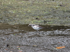 Motacilla alba lugens