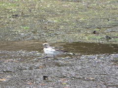 Motacilla alba lugens
