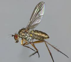 Tetrachaetus bipunctatus