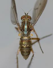 Tetrachaetus bipunctatus