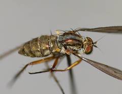 Tetrachaetus bipunctatus