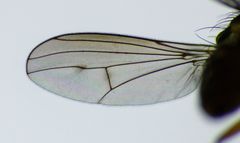 Tetrachaetus bipunctatus