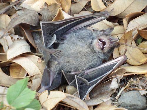 Hairy Fruit-eating Bat