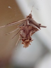 Brachycyttarus griseus