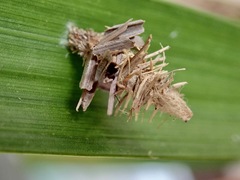 Brachycyttarus griseus