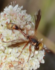 Physocephala texana