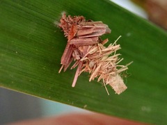 Brachycyttarus griseus