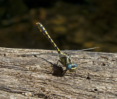 Ophiogomphus morrisoni