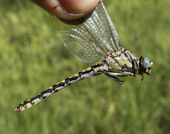 Ophiogomphus morrisoni