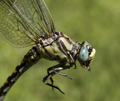 Ophiogomphus morrisoni