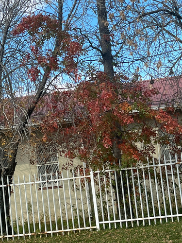 pin oak