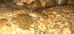 Limnonectes kuhlii