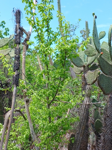Phyllostylon rhamnoides (Phyllostylon rhamnoides)