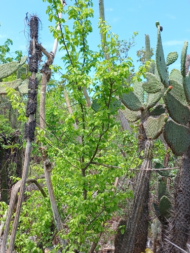 Phyllostylon rhamnoides, photograph 2