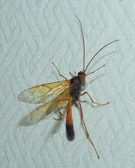 Opheltes glaucopterus barberi