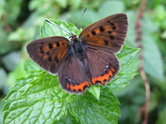 Lycaena phlaeas daimio