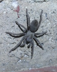 Aphonopelma icenoglei