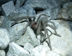 Aphonopelma icenoglei