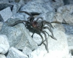 Aphonopelma icenoglei